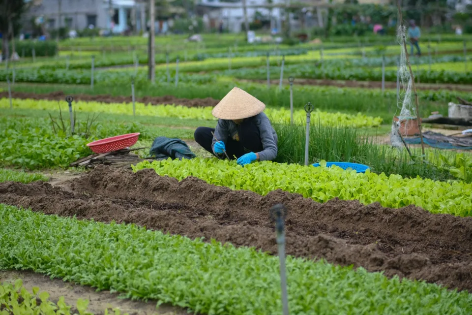 Toàn cảnh vườn